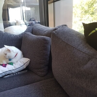 cats on a sofa