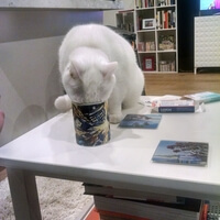 cat with tea