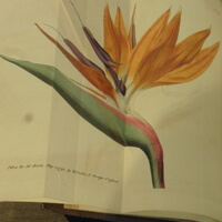 bird of paradise flower