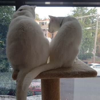 cats in window